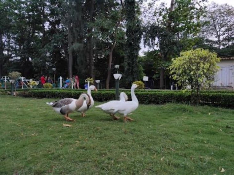 Hirwa Van Garden-5